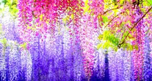Spring Beauty Colorful Flowers Wallpaper