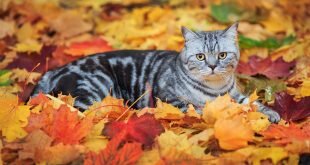 Cat lying on fallen leaves HD Wallpapers